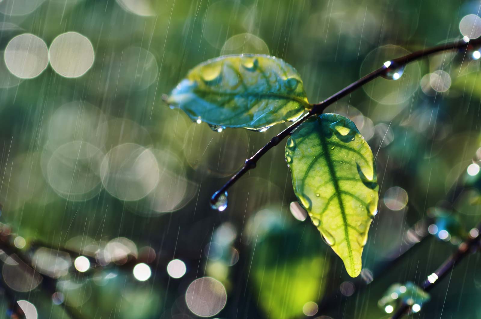 Close up of a leaf in the rain