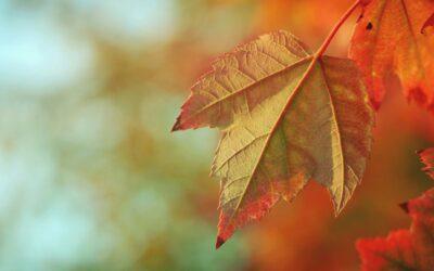 Understanding the Autumn Statement: The Economic Impact