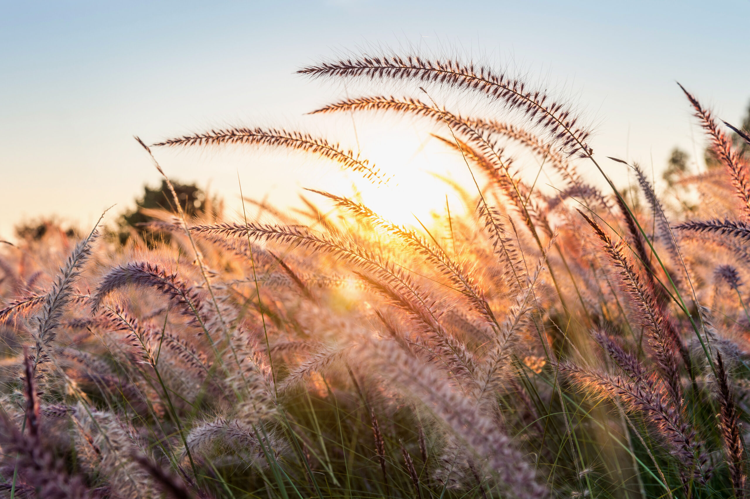 Grass Flower At Sunset.